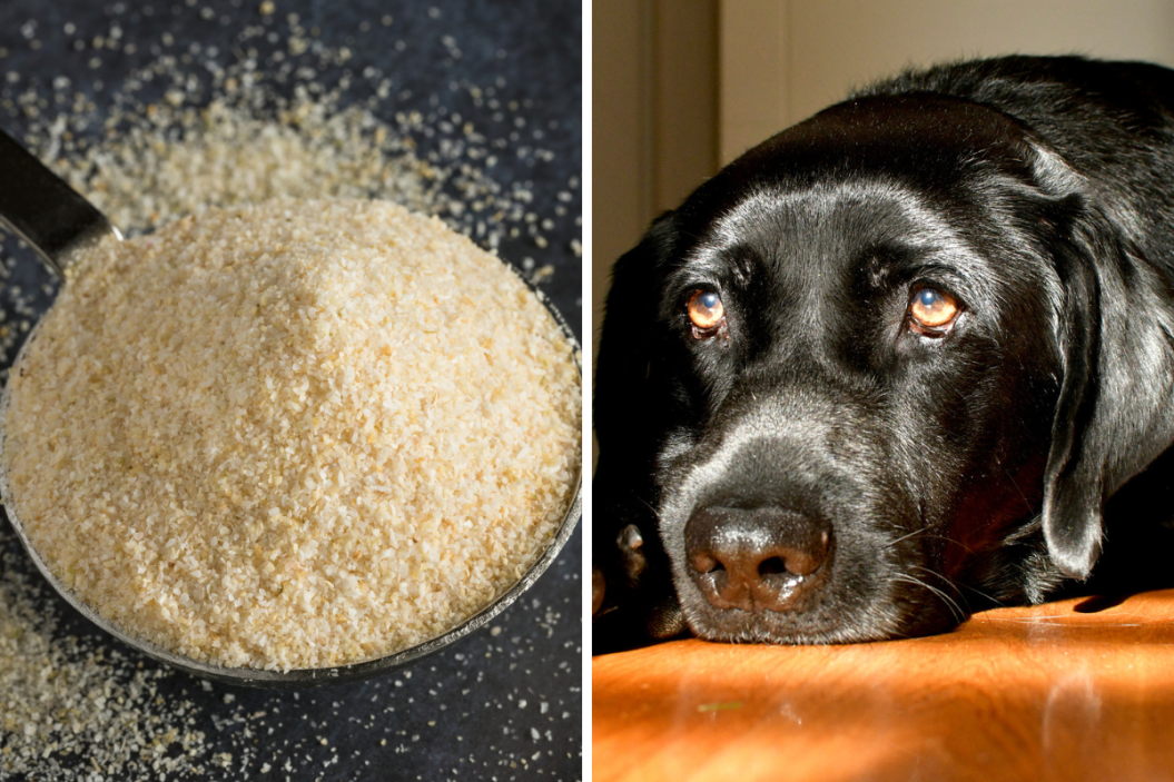 onion powder dogs