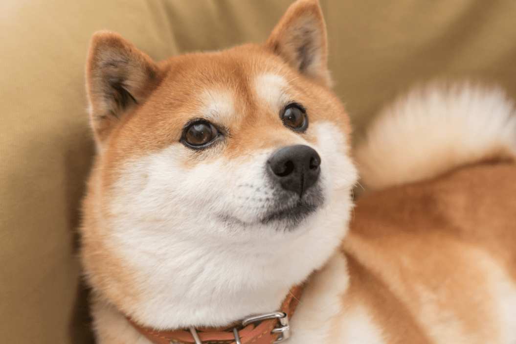 cutest dog breeds