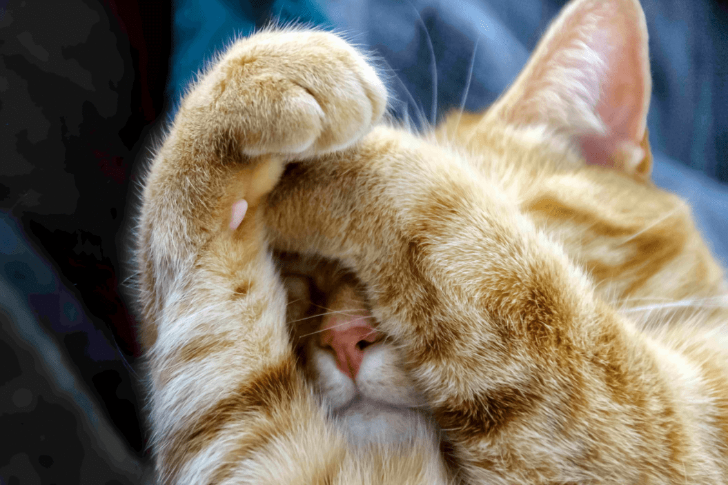 cat paws