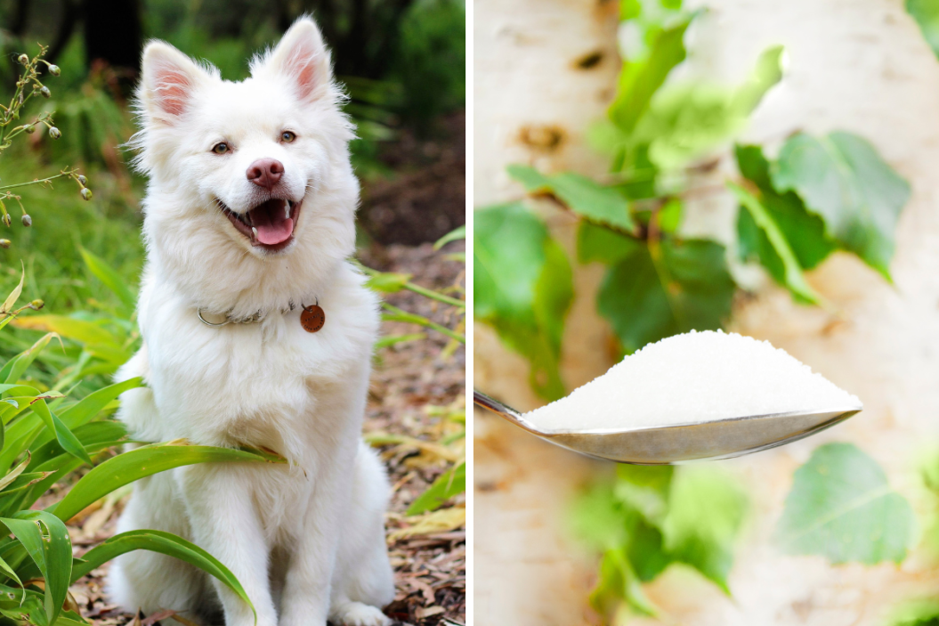 dog sits in leaves/ birch sugar aka xylitol