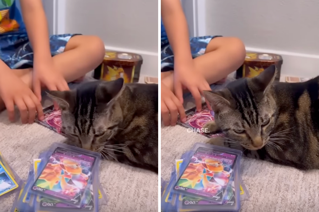 chase sits on Pokemon cards