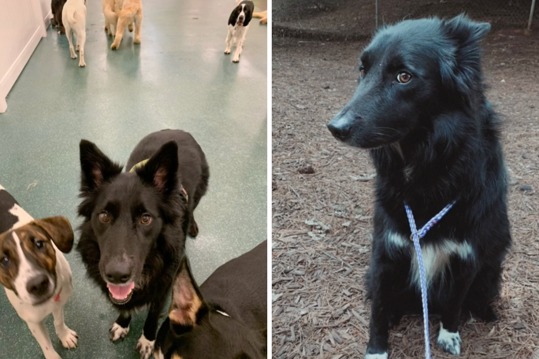 Chuffy plays with others at the boarding facility