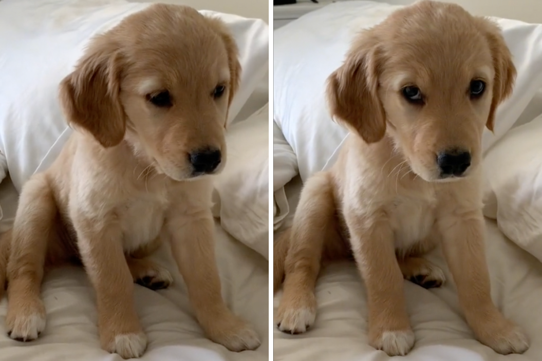 Malibu hiccups on the bed