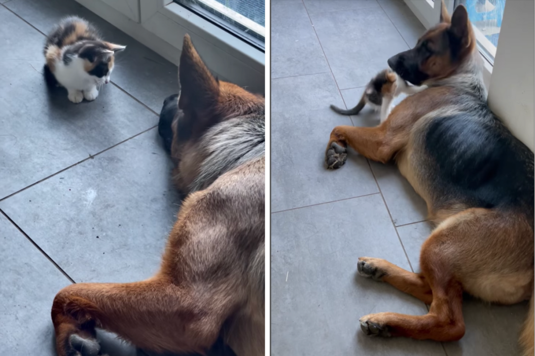 little kitten plays with sleeping German shepherd