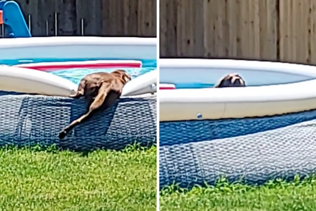 boomer tries to get into the pool