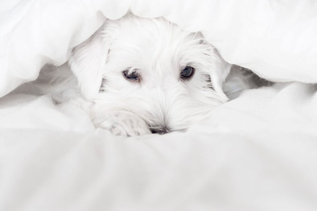 White a handsome puppy looks out from under white blankets.