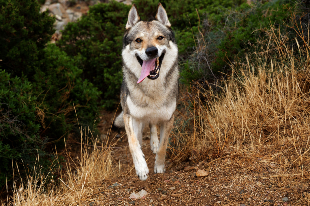 wolf dog runs on trail